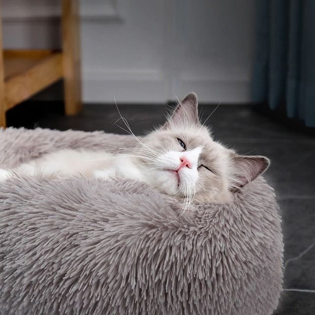 cat in a calming pet bed